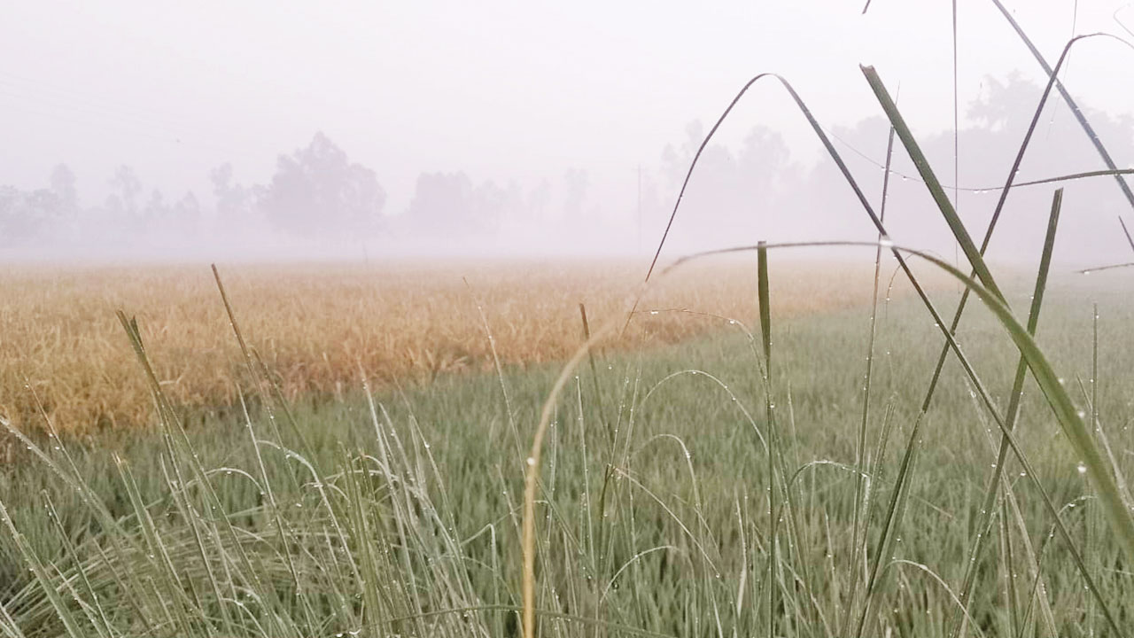 নীলফামারীতে ১৪ ডিগ্রি তাপমাত্রা, বাড়ছে শীতের দাপট