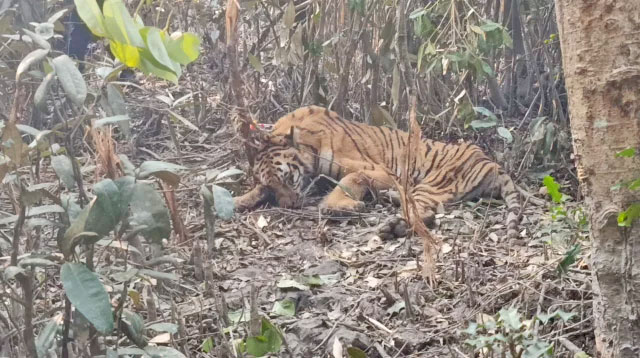 সুন্দরবনে ফাঁদে আটকে পড়া বাঘটিকে উদ্ধার করা হয়েছে