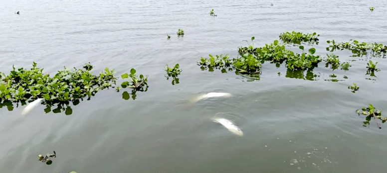 কুমিল্লায় বিদ্যুতের তার ছিঁড়ে অর্ধকোটি টাকার মাছ মারা যাওয়ার দাবি
